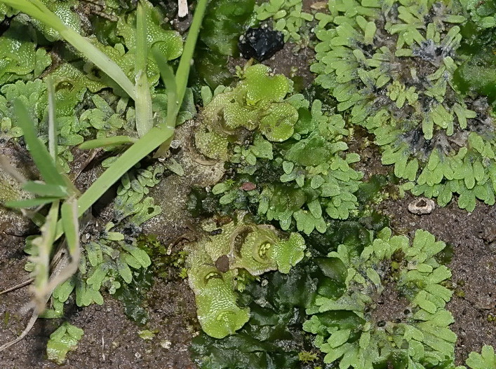 Lunularia cruciata